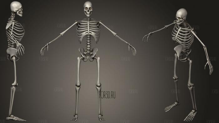 Мужской скелет человека 3d stl модель для ЧПУ